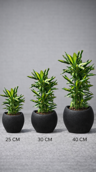 40 cm Beton Görünümlü Avize Saksı – Modern Dekoratif Saksı